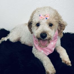 Laney - Goldendoodle