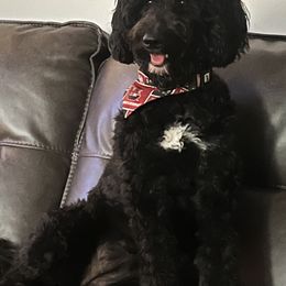 Shiloh - Goldendoodle