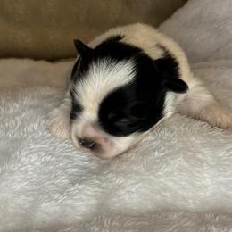 Duke - Black and white male Shih Tzu puppy in Reading, Michigan from You Little Shih-tzu’s 😊