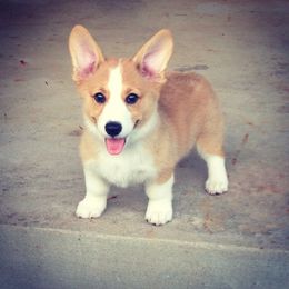 Pembroke Welsh Corgi All Grown Up from Arkansas Corgis