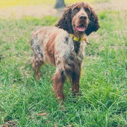 MoonPie - English Springer Spaniel