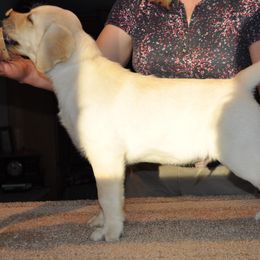 Labrador Retriever Puppies from Fidelity Farm Labradors
