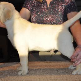 Labrador Retriever Puppies from Fidelity Farm Labradors