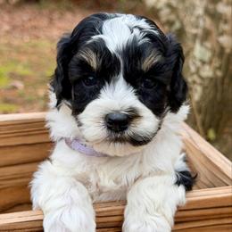 Fancy (Lavender collar) - Black and chalk female Australian Labradoodle puppy in Mount Gilead, North Carolina from Tillery Labradoodles