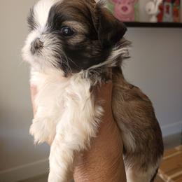 Tiny small Tri color boy - Black and tan male Shih Tzu puppy in Paradise, California from Richview Shihtzu