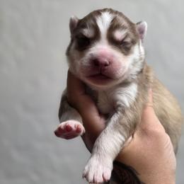 Denii - Red and white male Siberian Husky puppy in Buckeye, Arizona from Anime Huskies