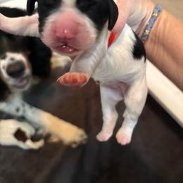Keke - Black white and tan female English Springer Spaniel puppy in Borrego Springs, California from Desert Willow Kennel
