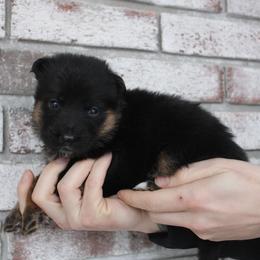 Blue - Black and red male German Shepherd puppy in New York from Spitze German Shepherds