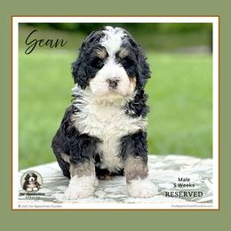Aussiedoodle and Bernedoodle Puppies from Our Appalachian Doodles