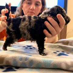 Storm - Black merle male Mudi puppy in Franklinville, New Jersey from Velaris