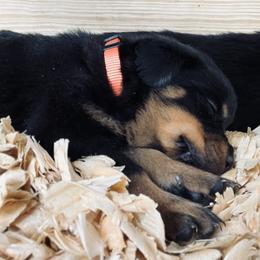 Rottweiler Puppies from Vom Arnold-Hause Rottweilers