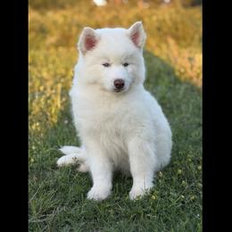 Pomsky and Siberian Husky Puppies from A-Dream Pomsky Kennel