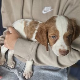 Blue Collar - Orange and white male Brittany puppy in South Haven, Minnesota from Rolling Field Brittanys