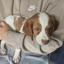 Blue Collar - Orange and white male Brittany puppy in South Haven, Minnesota from Rolling Field Brittanys