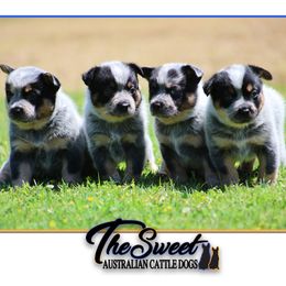 Australian Cattle Dogs from The Sweet Kennels