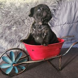 French Bulldog Puppies from Honey Hole Frenchies