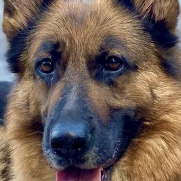 German Shepherds from Vom Haus Kellum
