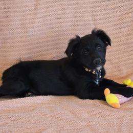 Tanzy - Black & white female Australian Shepherd puppy in Kingman, Arizona from Long Mt Aussies