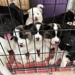 Akita Puppies from Gloe Akita's