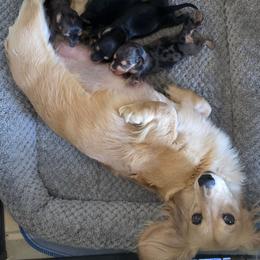 Annie 4500 - Dapple female Dachshund puppy in Lexington, Oklahoma from Long Doggy Acres Miniature Dachshunds