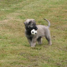 Shiloh Shepherd Puppies from Solace Shilohs