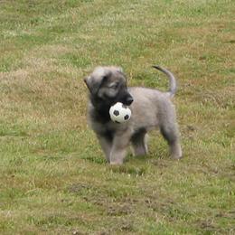 Shiloh Shepherd Puppies from Solace Shilohs