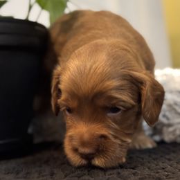 Muffin - Caramel male Australian Labradoodle puppy in Fremont, New Hampshire from Birchwood Labradoodles