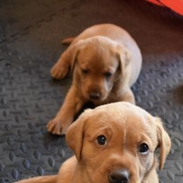 Labrador Retriever Puppies from TNT Elite Labradors