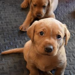 Labrador Retriever Puppies from TNT Elite Labradors