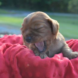 Cavalier King Charles Spaniel Puppies from Freeman's Royal Cavaliers