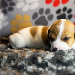 Russell Terrier Puppies from Diamond D Jacks