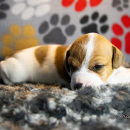 Russell Terrier Puppies from Diamond D Jacks