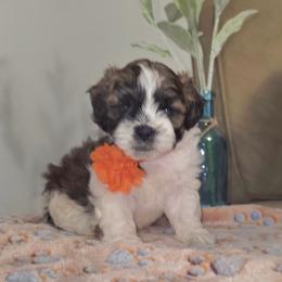 Boy 1 - Brindle and white male Shihpoo puppy in Eldon, Missouri from B&B Designer Shihpoo’s