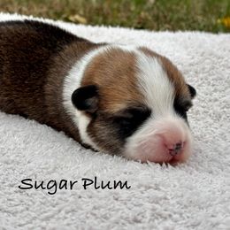 Girl 1 - White and red female Pembroke Welsh Corgi puppy in Boones Mill, Virginia from Cahas Corgis of Virginia