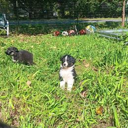 Airabell - Black tri-color female Australian Shepherd puppy in Sultan, Washington from Van Huitt Australian Shepherds