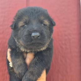 Male 2 - Sable male German Shepherd puppy in Purdon, Texas from TEXAS DDR GSD