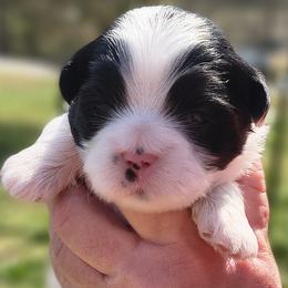 Yoda - White male Lhasa Apso puppy in Greenville, South Carolina from Lots of Lhasa Love