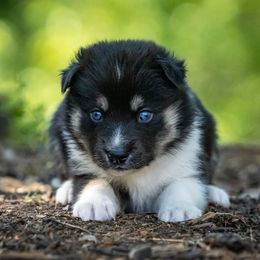 Pomsky Puppies from Pioneer Peak Pomskies