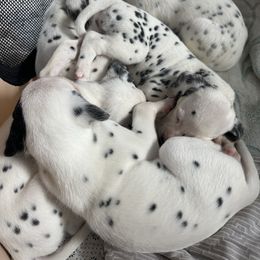 Dalmatian puppies from Pawsitively Spotted
