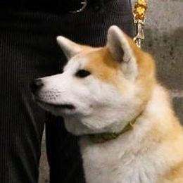 Nezuko - Japanese Akitainu
