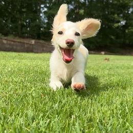 Meringue 4200 - Cream female Dachshund puppy in Steele, Alabama from Taylored Dachshunds