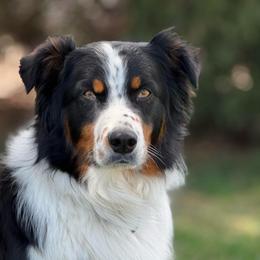Jester - Australian Shepherd