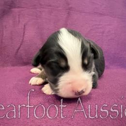 Girl 1 - Black tri-color female Australian Shepherd puppy in Lowell, Indiana from Bearfoot Aussies and Tollers
