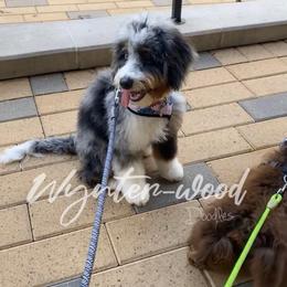 Lavender - Bernedoodle