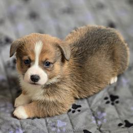 Blue Boy - Sable male American Corgi puppy in Tallahassee, Florida from Koko's Korgis