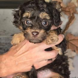 Mars - Red tri-color male Aussiedoodle puppy in Prescott Valley, Arizona from Ramirez Family Doodles