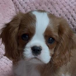 Finny - Blenheim male Cavalier King Charles Spaniel puppy in El Paso, Texas from King Royal Cavaliers