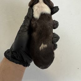 Mr Blue - Liver and white male English Springer Spaniel puppy in Pembroke Pines, Florida from Divine Springers and Borbon Frenchies
