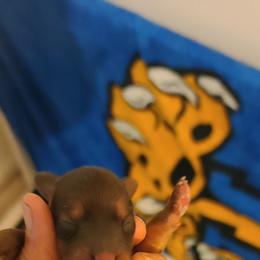 Dachshund Puppies from Bergner Belinda