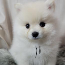 AKC LIAM - MALE - Cream male Pomeranian puppy in Bolivia, North Carolina from Red Wagon Pomeranians